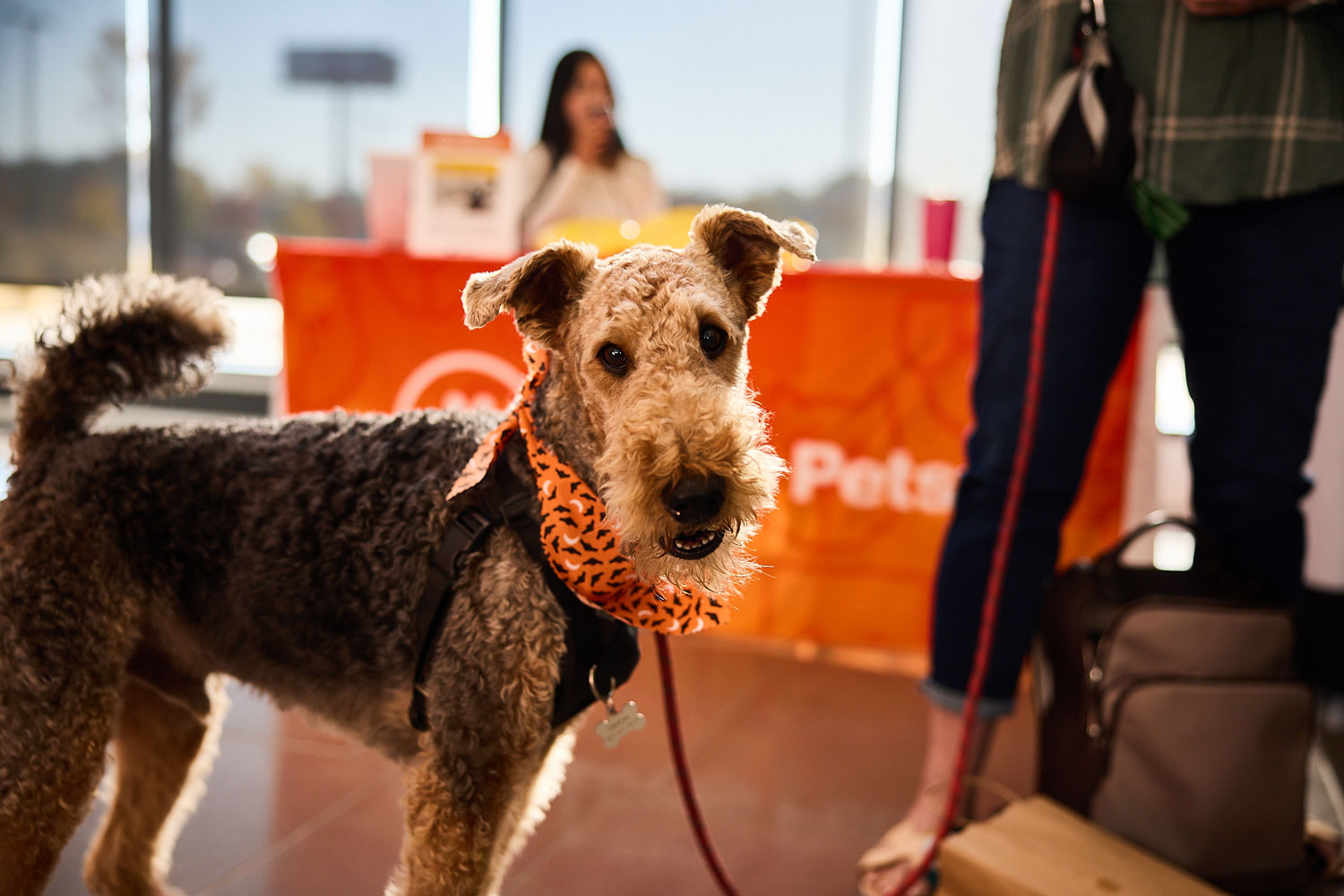 A wiry-haired dog with brown fur and a bright orange bandana stares curiously at the camera. A person and an orange 