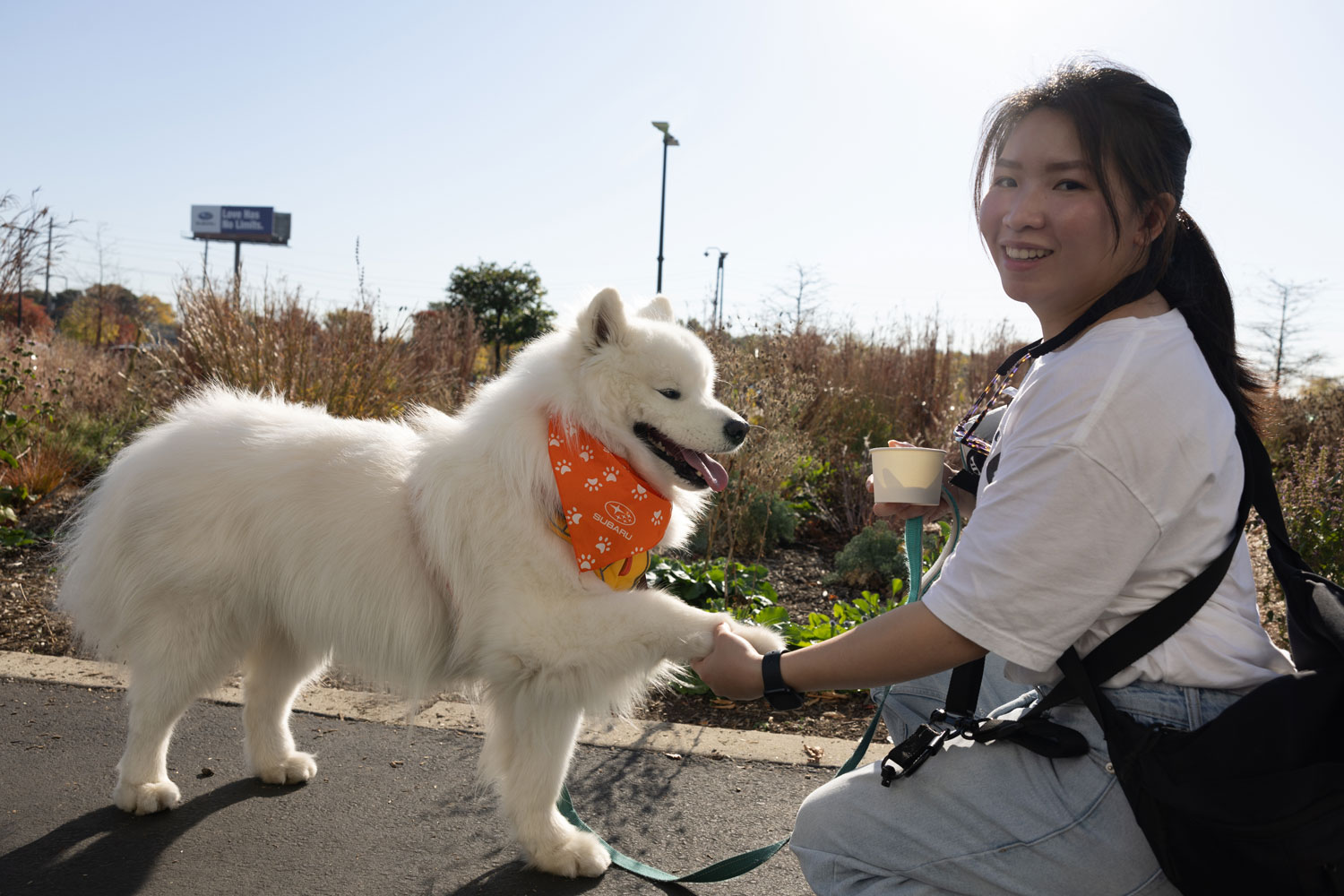 A smiling person kneels to shake hands with a fluffy white dog wearing an orange Subaru bandana.