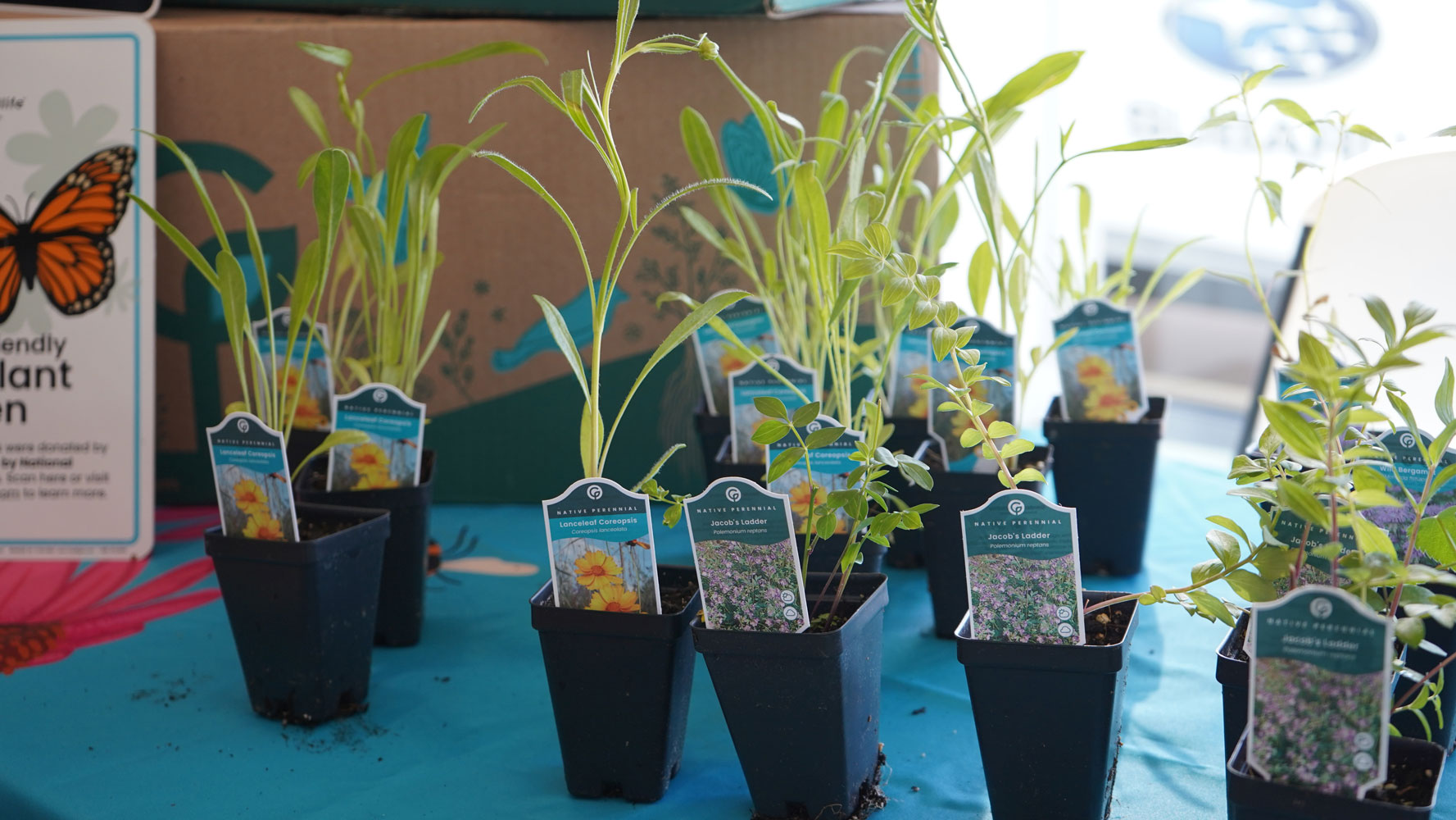Potted Jacob's Ladder plants displayed on a blue table, each pot labeled with care instructions.