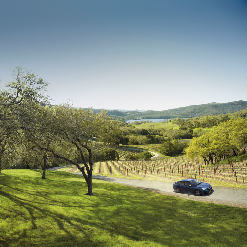A blue car drives along a dirt road through a lush, sunlit vineyard landscape.
