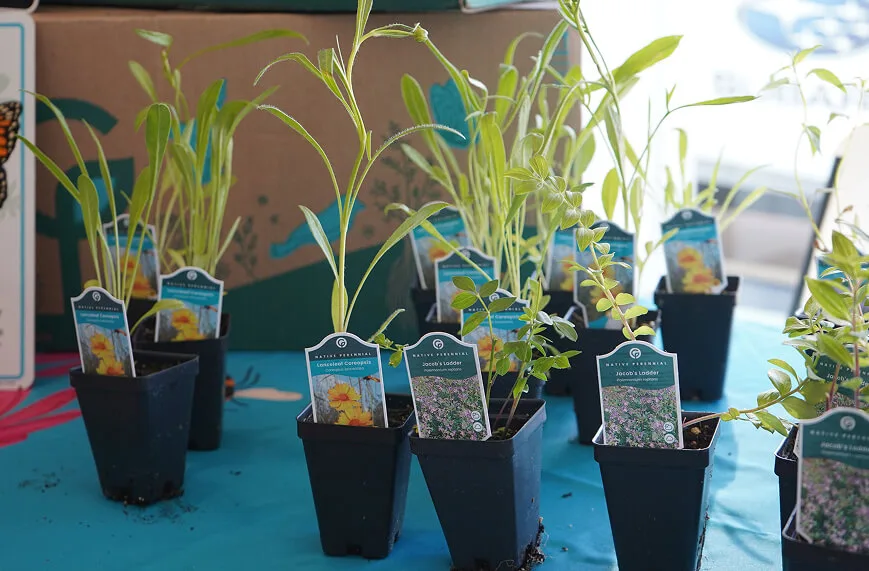 Potted native perennial plants with identification tags arranged for the employee native plant sale
