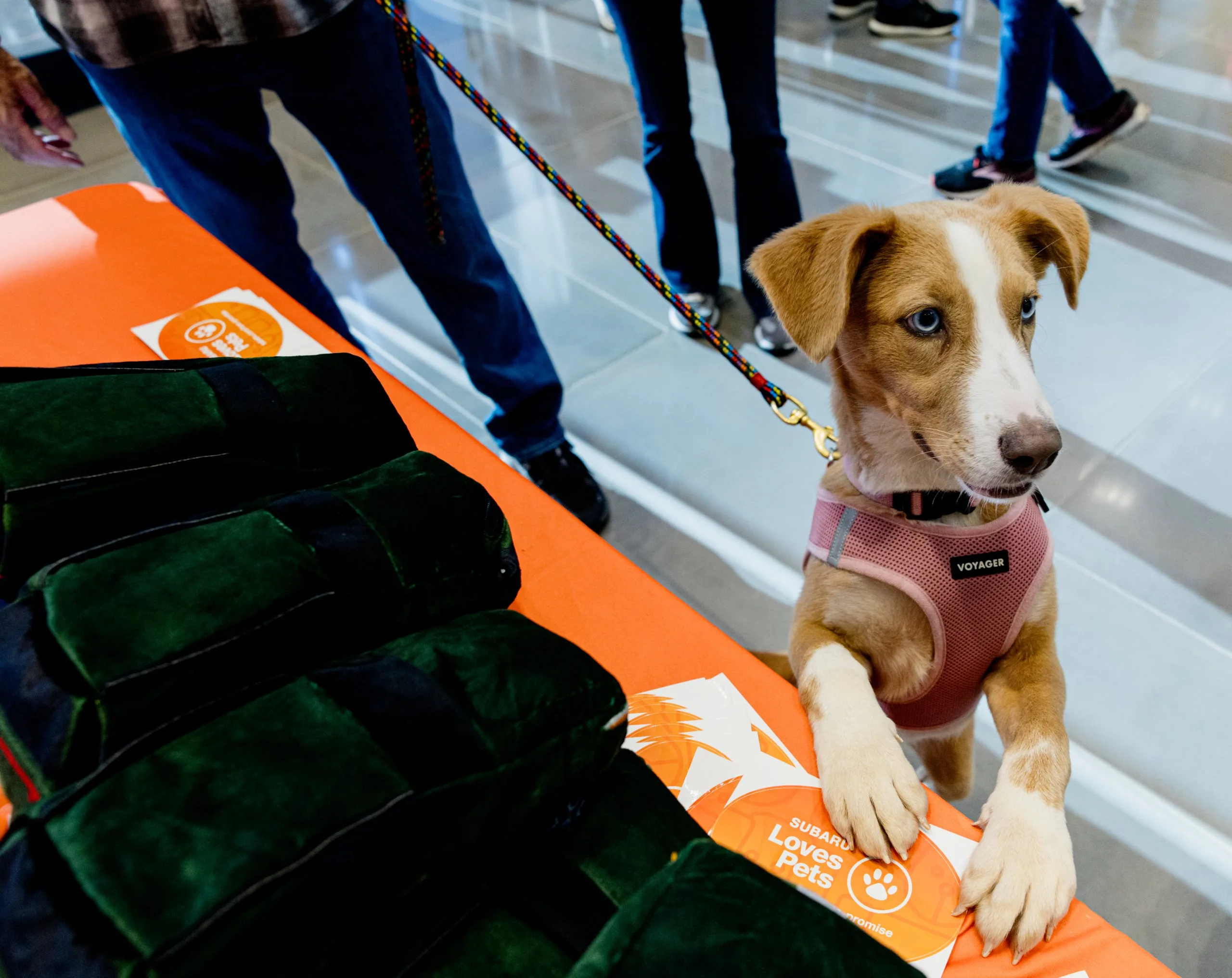 Puppy in a pink harness next to a stack of pet beds and a Subaru Loves Pets card at an adoption event